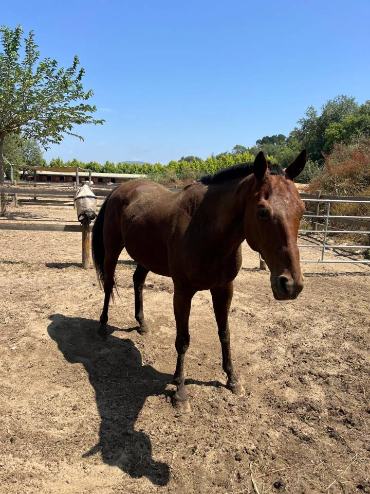 Gelding Anglo-Arabian For sale 2013 Bay