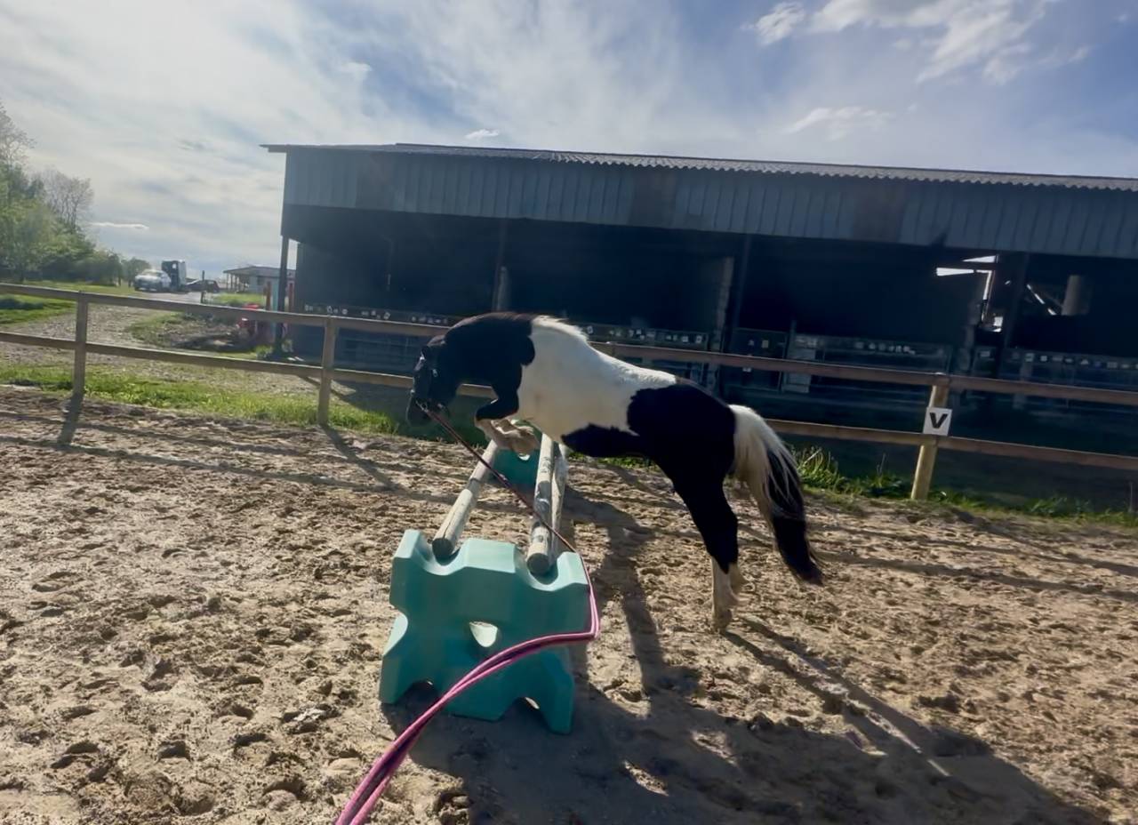 Mare No Origin Recorded Part-Livery 2022 Coloured