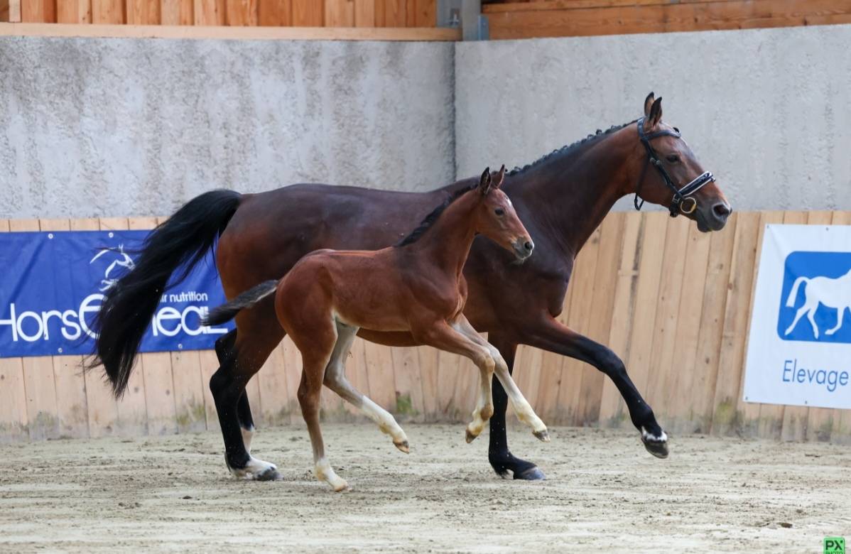 Broodmare Selle Français For sale 2015 Bay