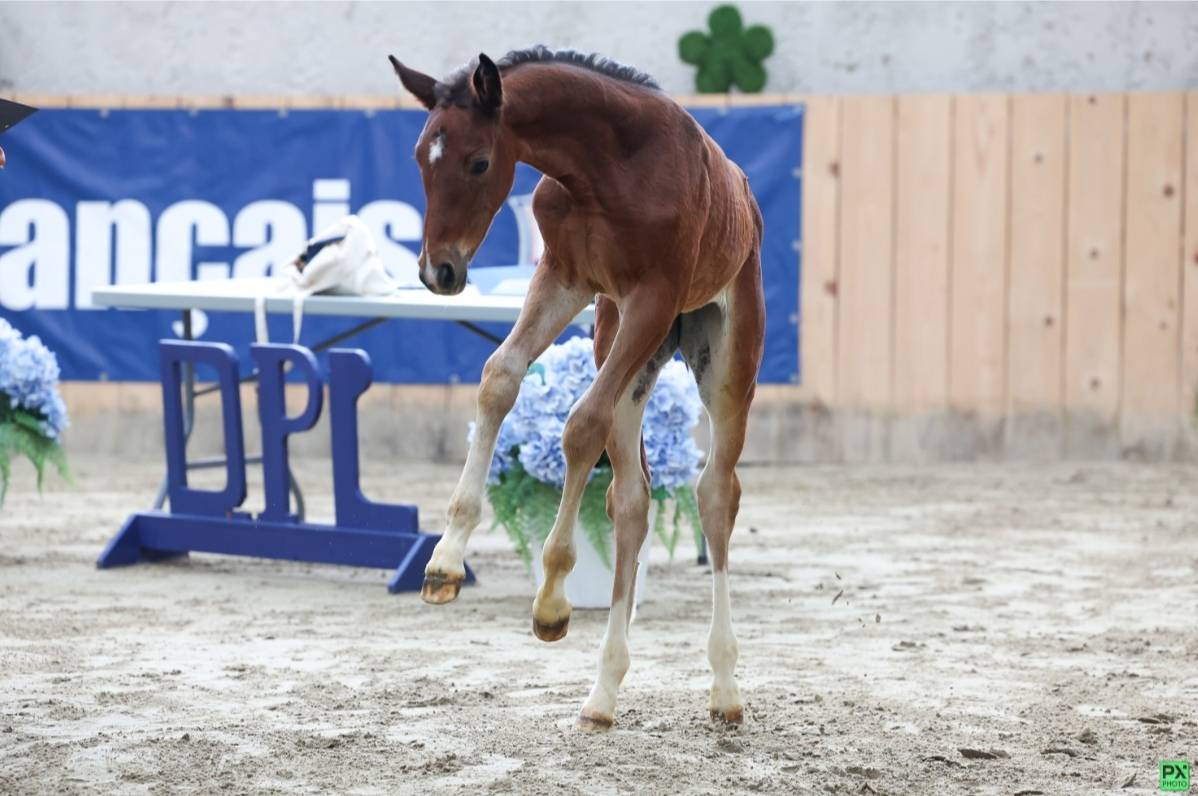 Broodmare Selle Français For sale 2015 Bay