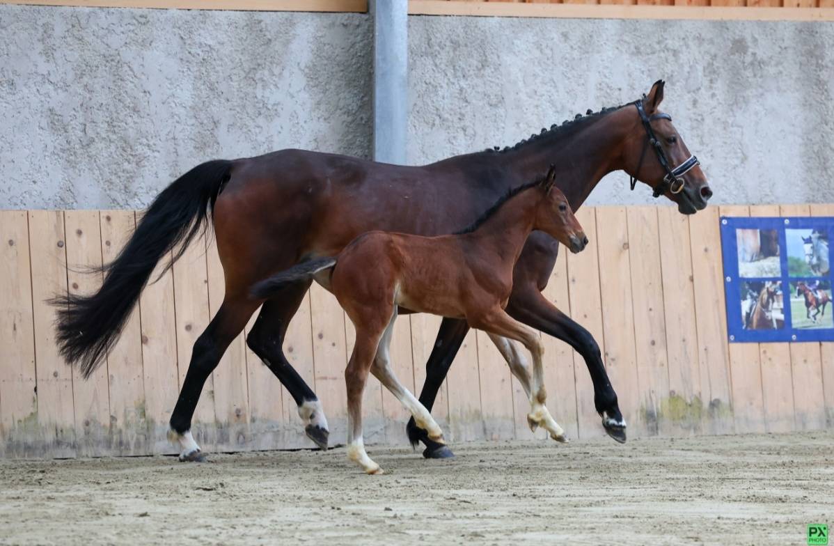 Broodmare Selle Français For sale 2015 Bay