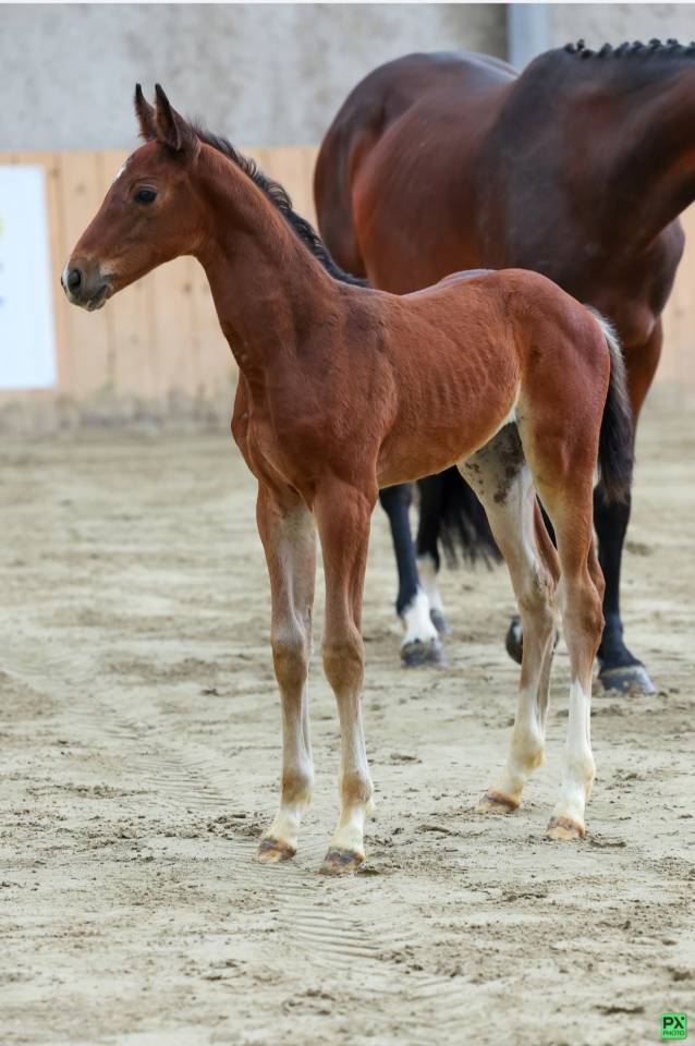 Broodmare Selle Français For sale 2015 Bay