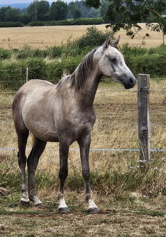 Gelding Arabian Thoroughbred For sale 2022 Grey