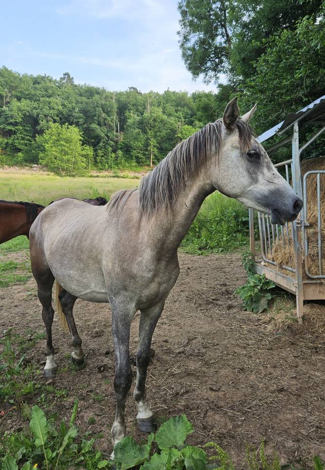 Gelding Arabian Thoroughbred For sale 2022 Grey