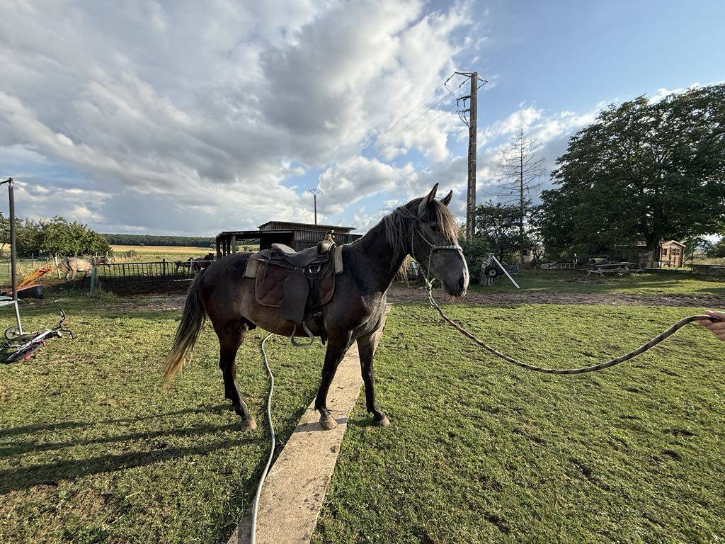 Colt Barb For sale 2021 Grey
