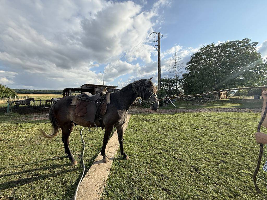 Colt Barb For sale 2021 Grey