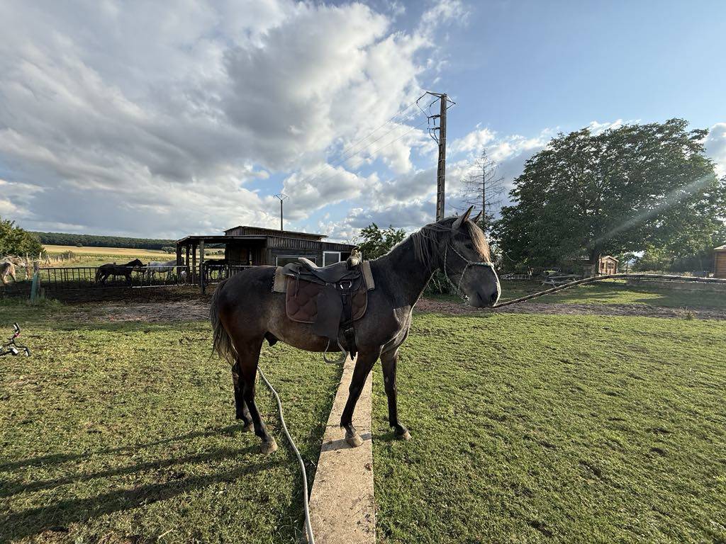 Colt Barb For sale 2021 Grey