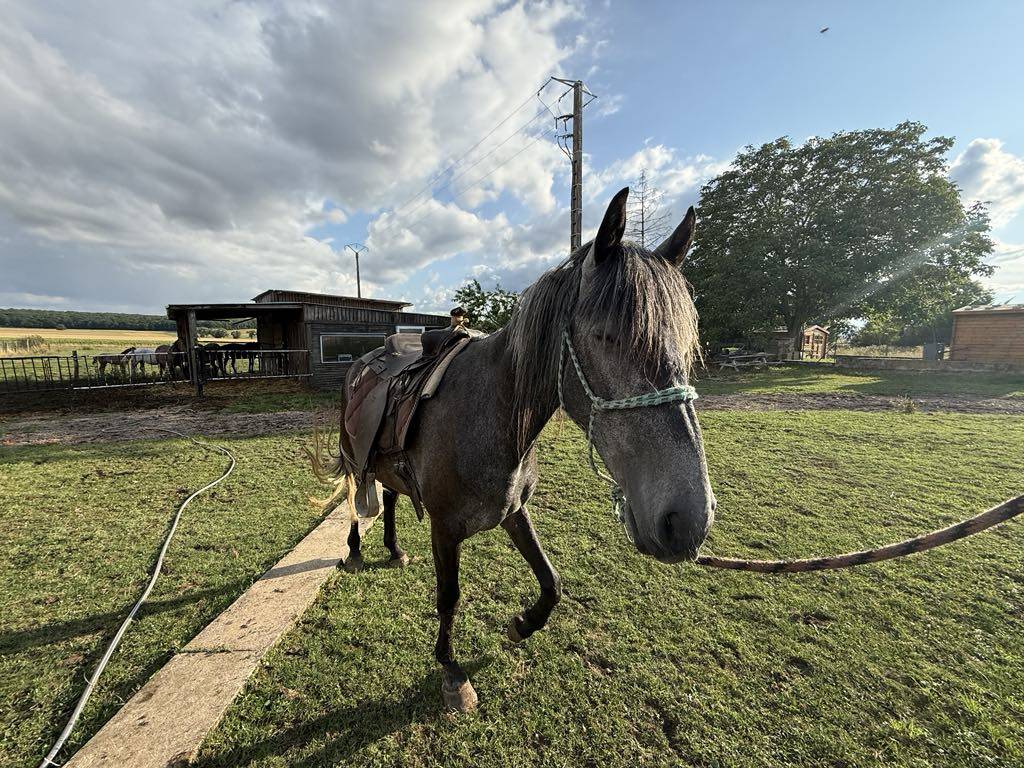 Colt Barb For sale 2021 Grey