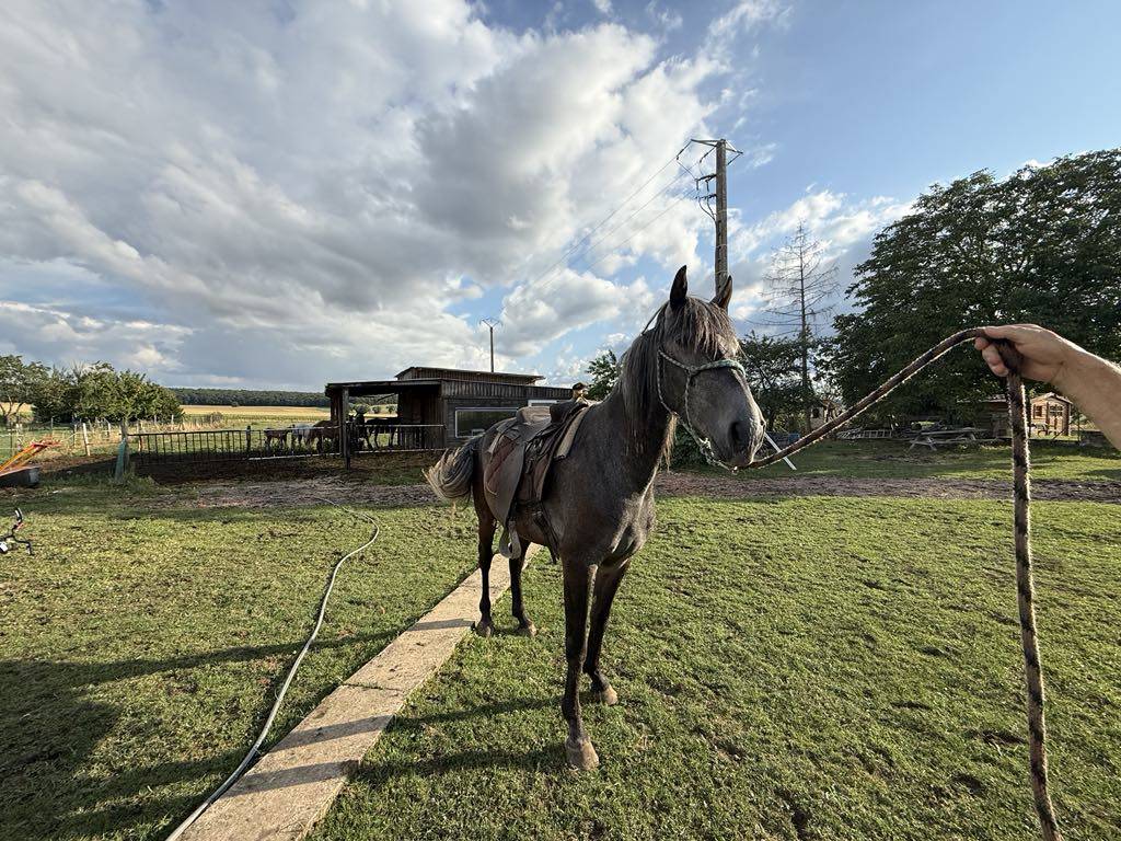 Colt Barb For sale 2021 Grey