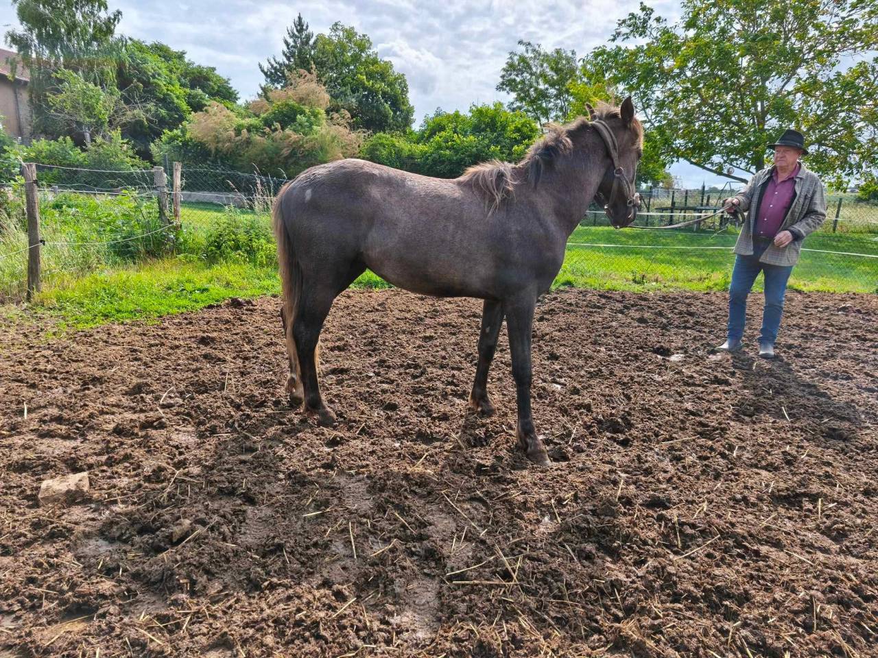 Colt Barb For sale 2021 Grey