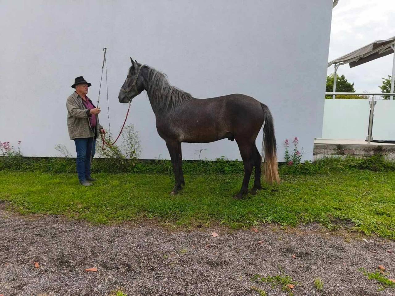 Colt Barb For sale 2021 Grey