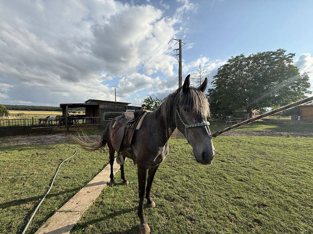 Colt Barb For sale 2021 Grey