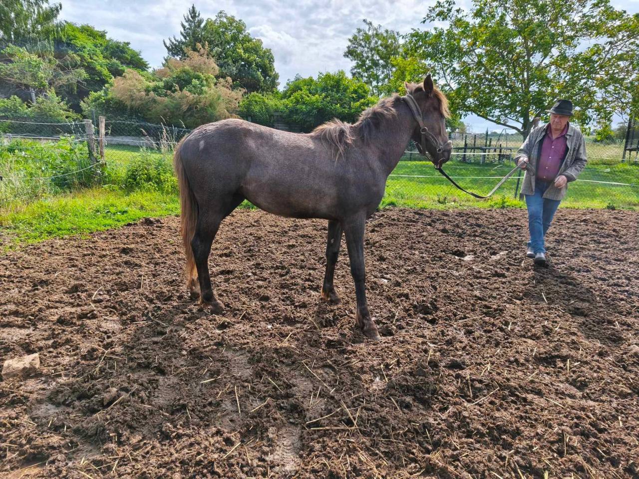 Colt Barb For sale 2021 Grey