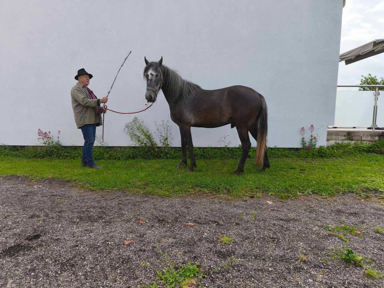 Colt Barb For sale 2021 Grey