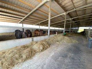 Equestrian property  Morbihan