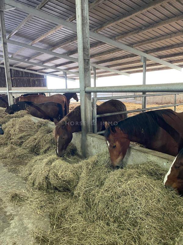 Equestrian property  Morbihan