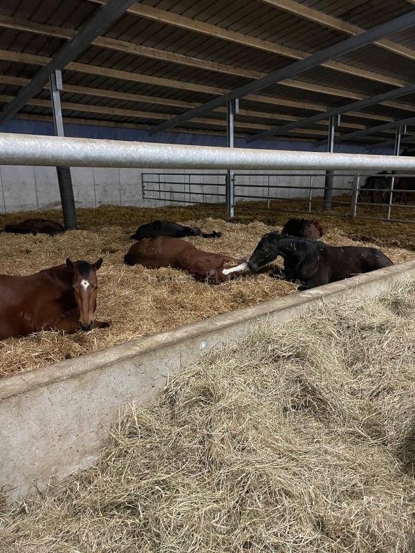 Equestrian property  Morbihan