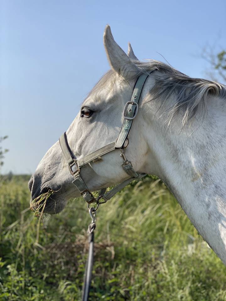 Gelding Saddle Horse For sale 2015 Grey