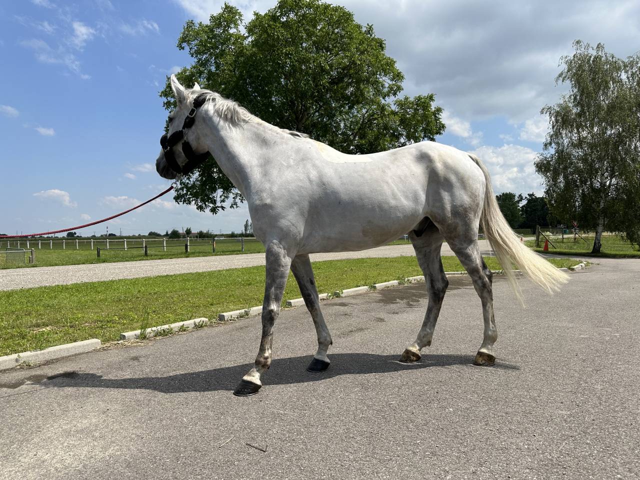 Gelding Saddle Horse For sale 2015 Grey