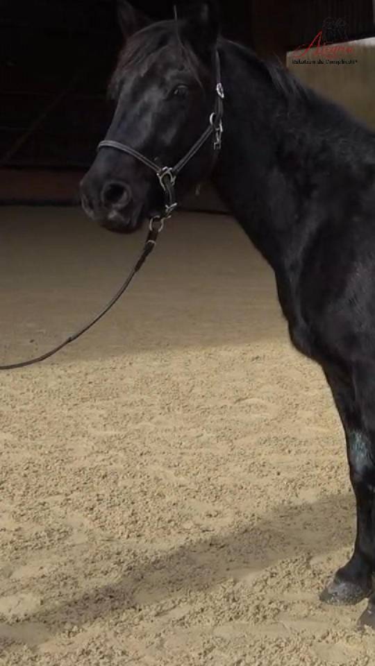 Entire Mérens For sale 2022 Black