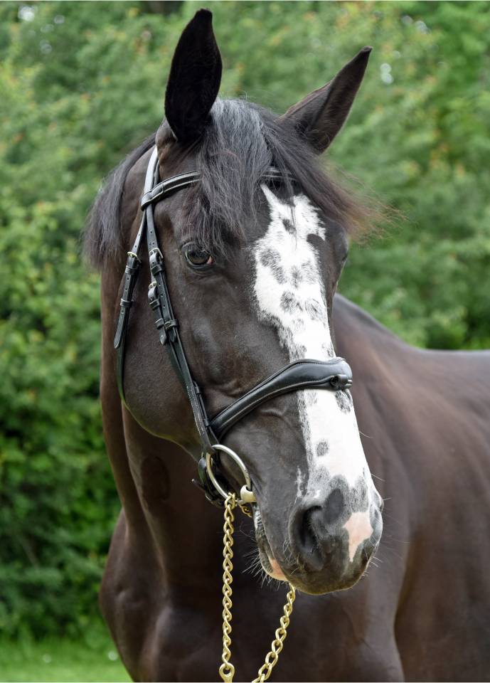 Entire Selle Français For sale 2018 Black