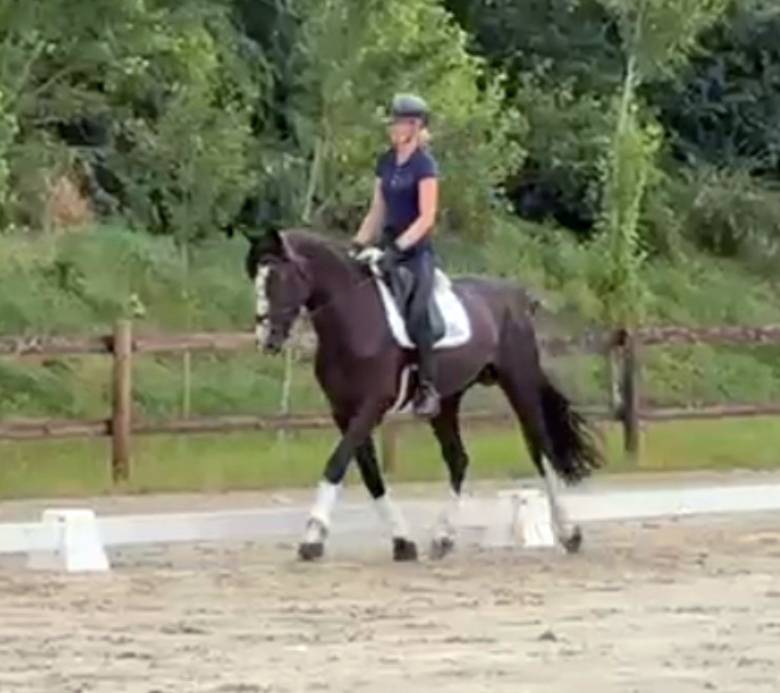 Entire Selle Français For sale 2018 Black