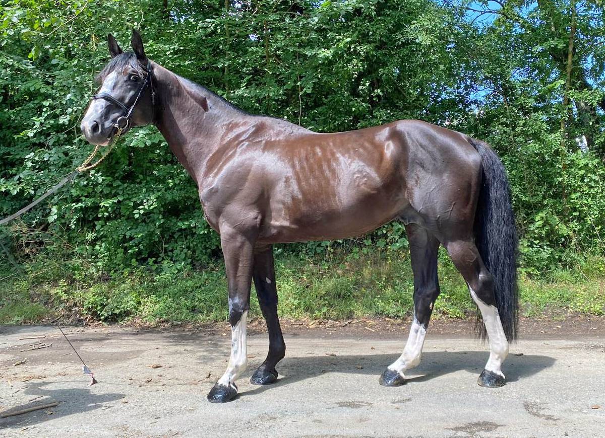 Entire Selle Français For sale 2018 Black