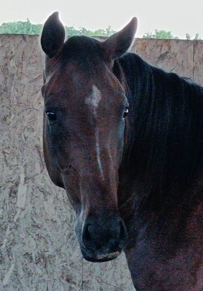 Gelding Selle Français For sale 2022 Bay