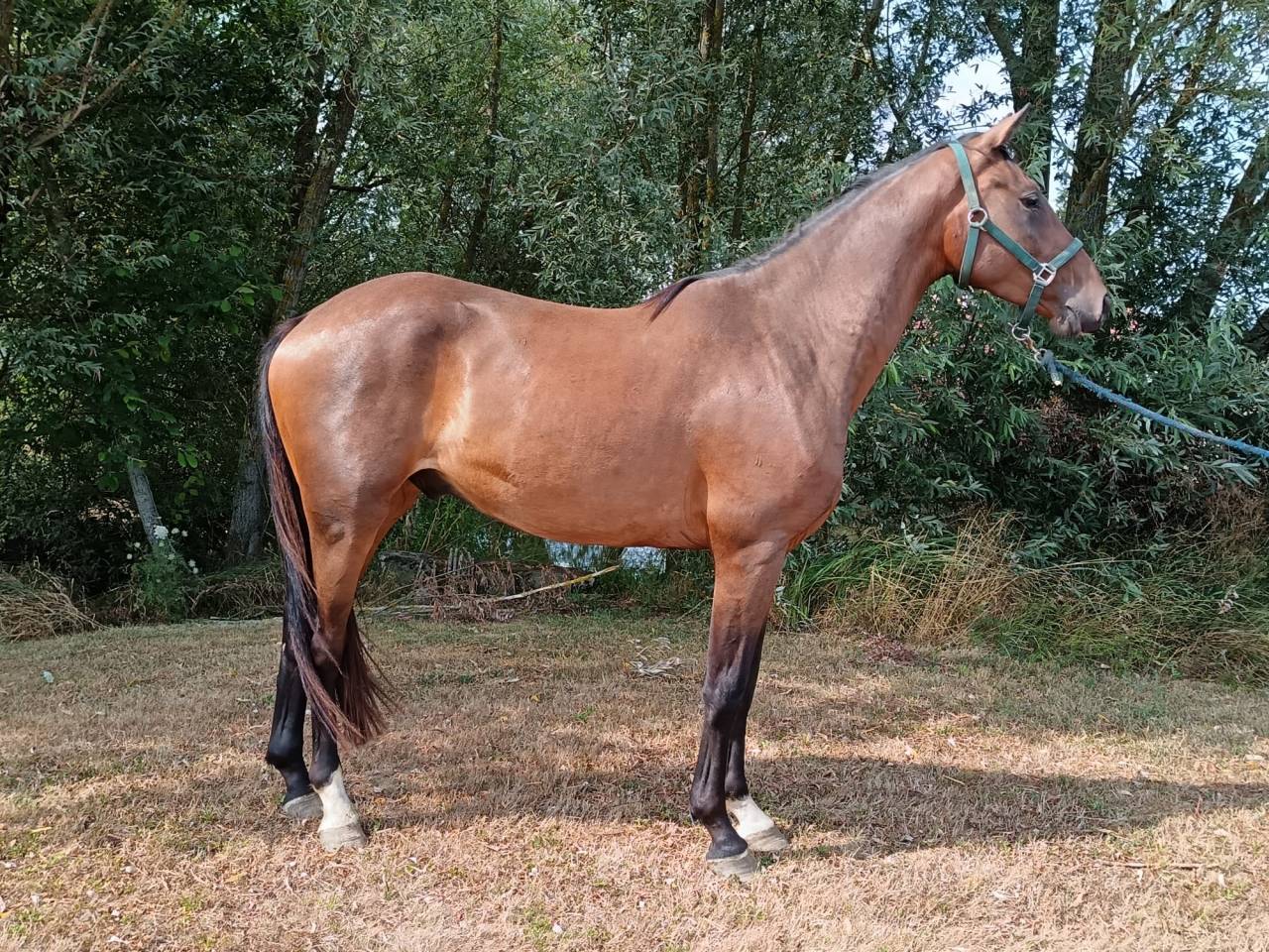 Gelding Selle Français For sale 2022 Bay