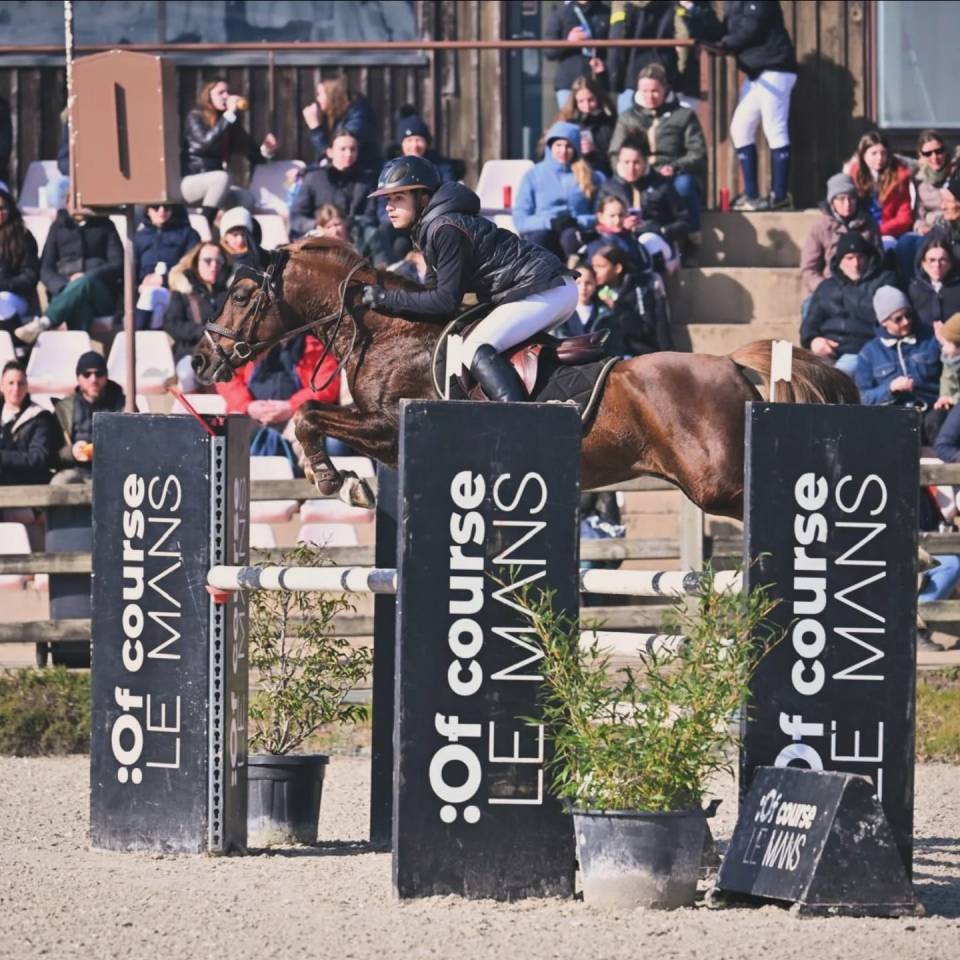 Stallion French Saddle Pony For sale 2013 Silver dapple