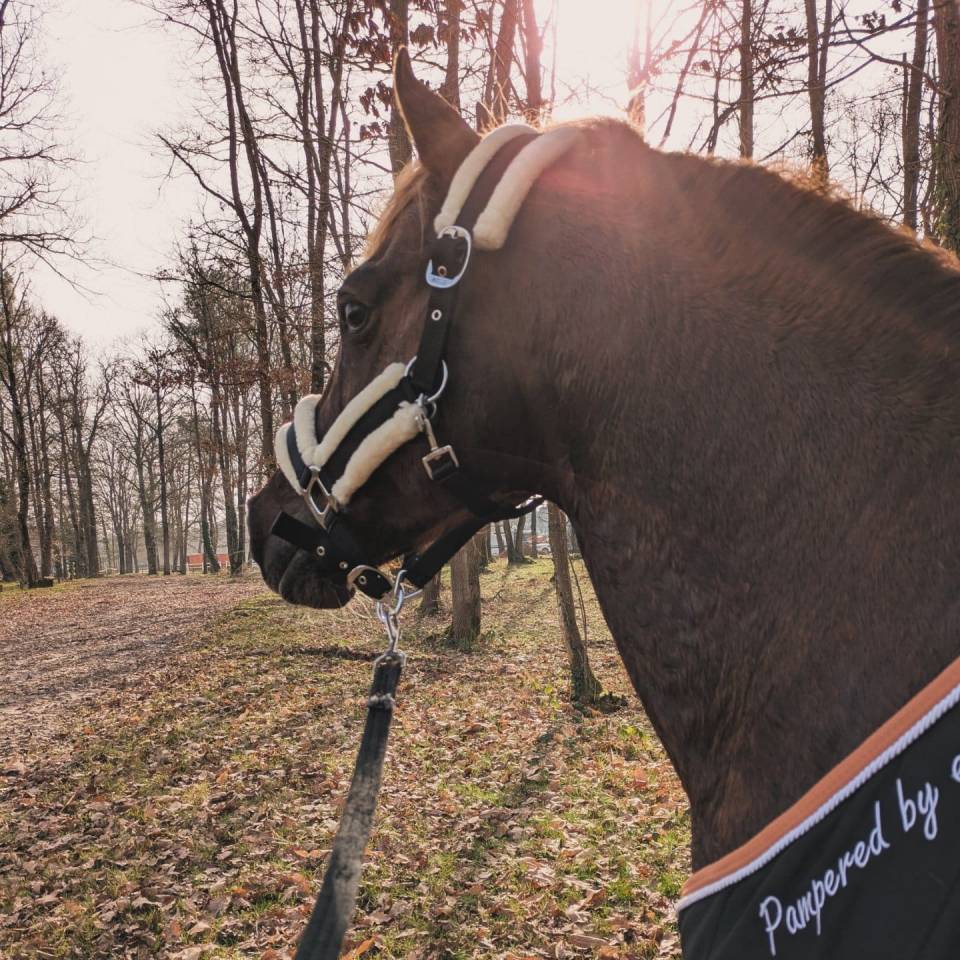 Stallion French Saddle Pony For sale 2013 Silver dapple