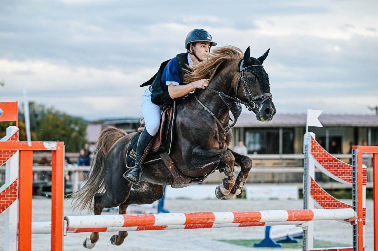 Stallion French Saddle Pony For sale 2013 Silver dapple