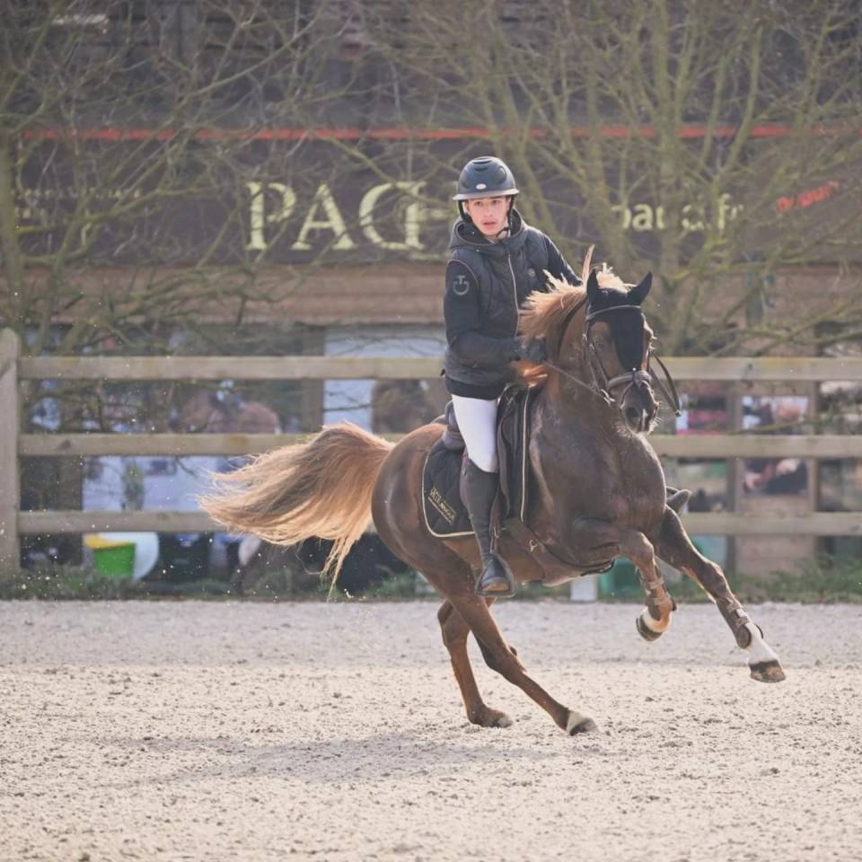 Stallion French Saddle Pony For sale 2013 Silver dapple