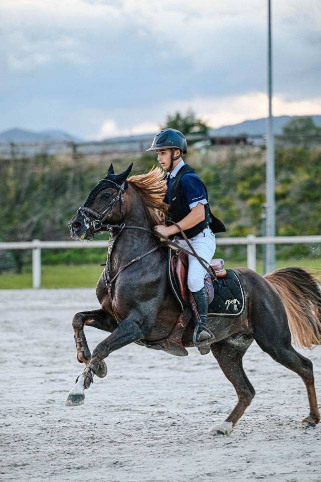 Stallion French Saddle Pony For sale 2013 Silver dapple