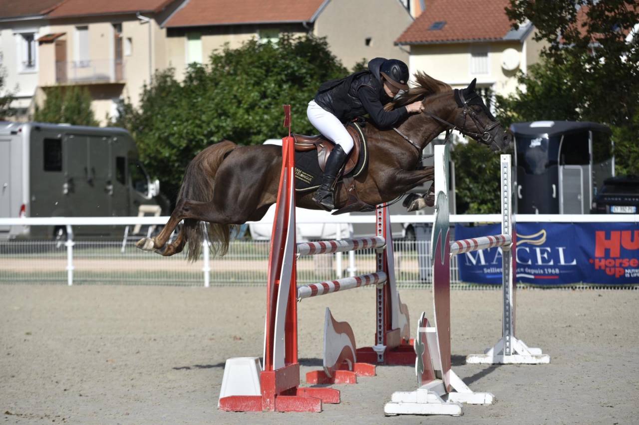 Stallion French Saddle Pony For sale 2013 Silver dapple