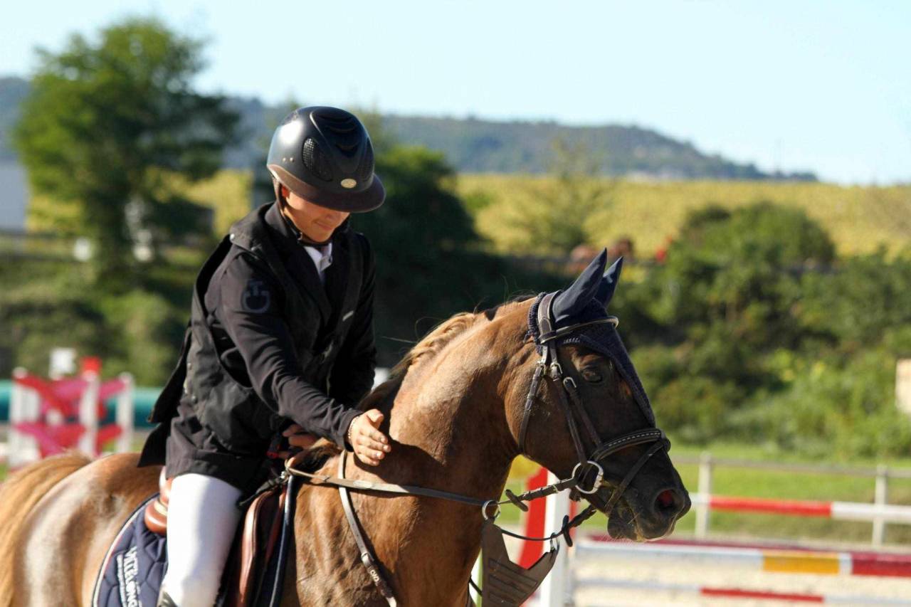 Stallion French Saddle Pony For sale 2013 Silver dapple