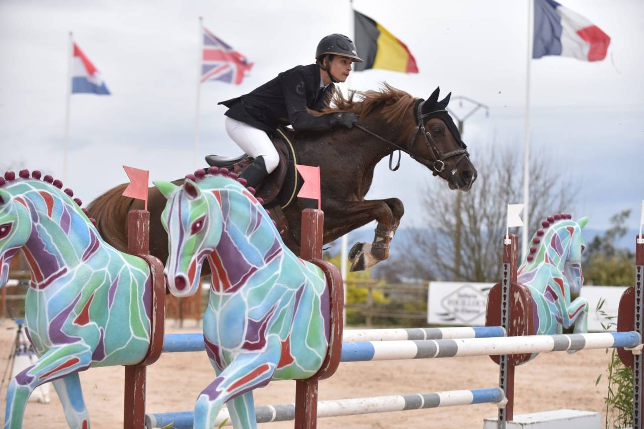 Stallion French Saddle Pony For sale 2013 Silver dapple