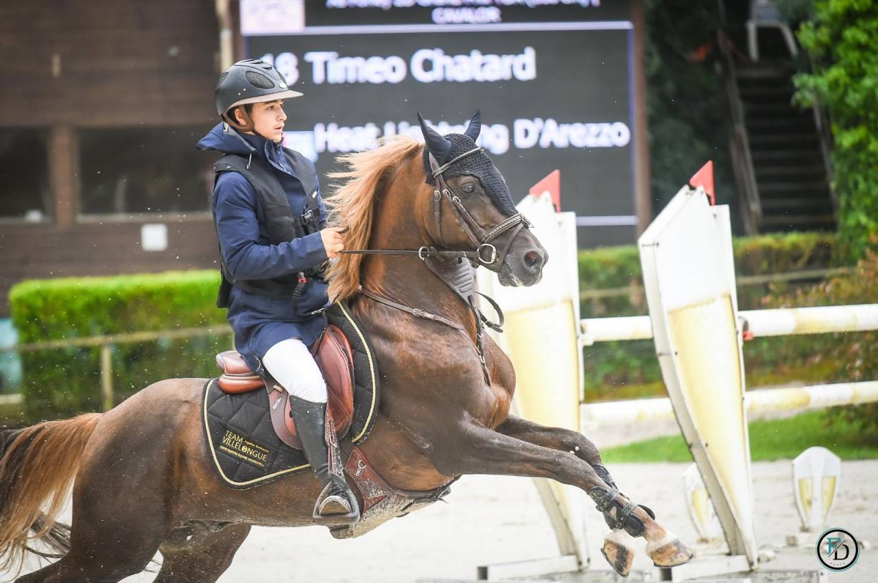 Stallion French Saddle Pony For sale 2013 Silver dapple