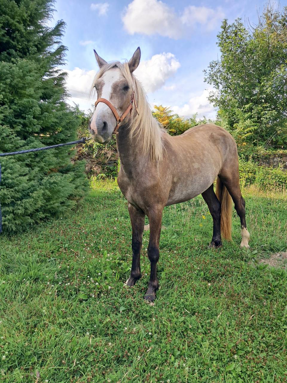 Gelding Connemara For sale 2023 Grey