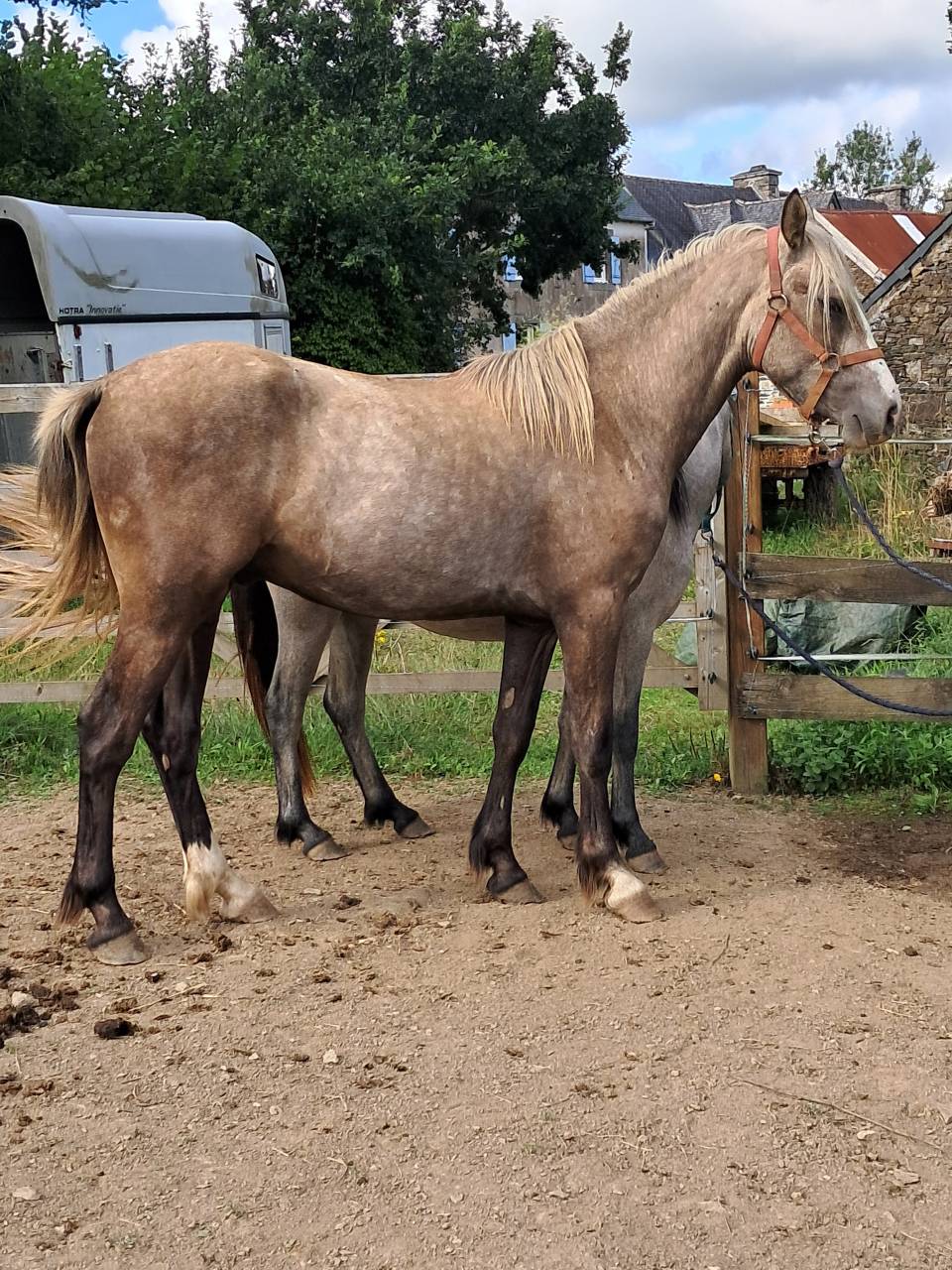 Gelding Connemara For sale 2023 Grey