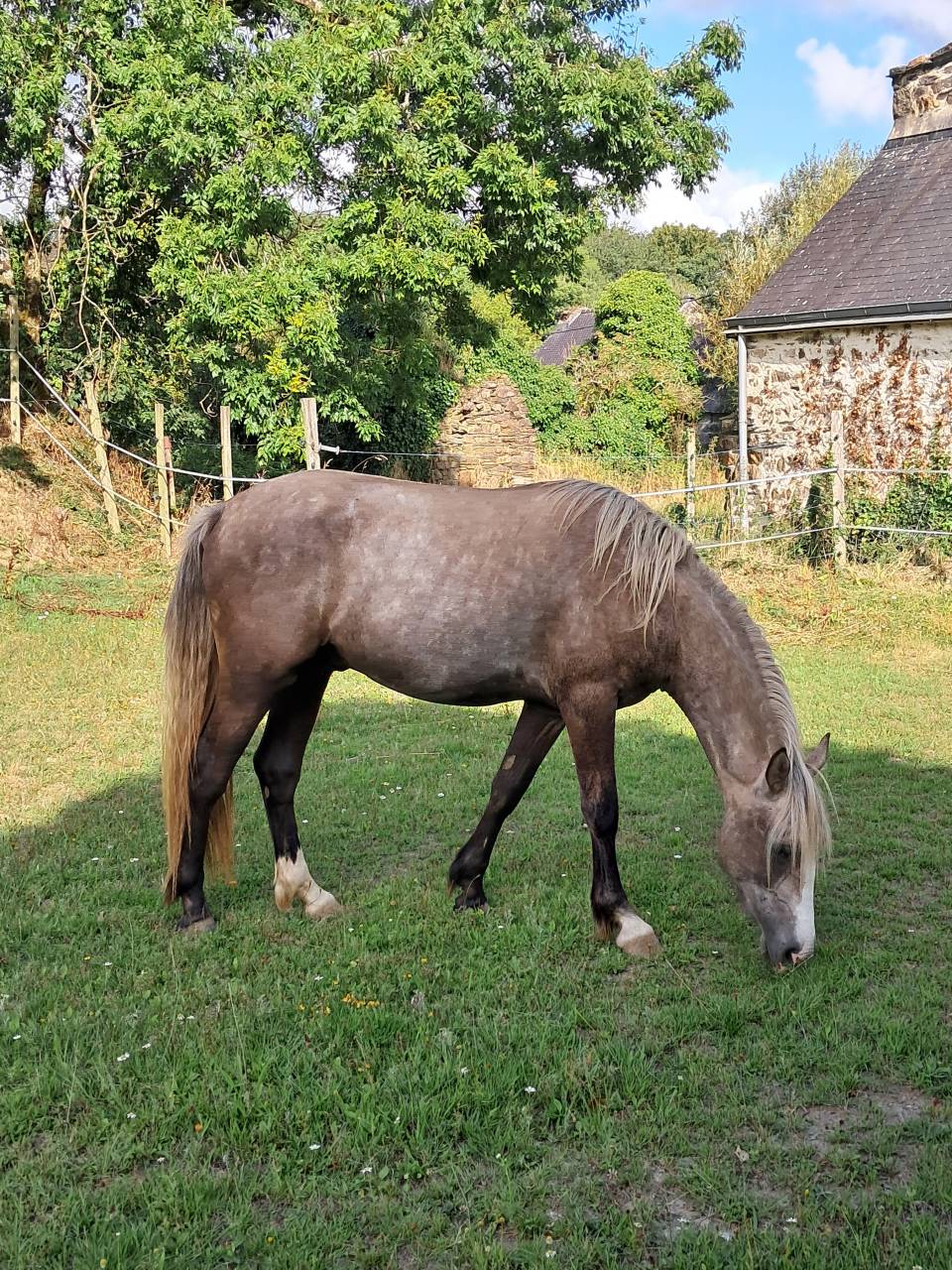 Gelding Connemara For sale 2023 Grey