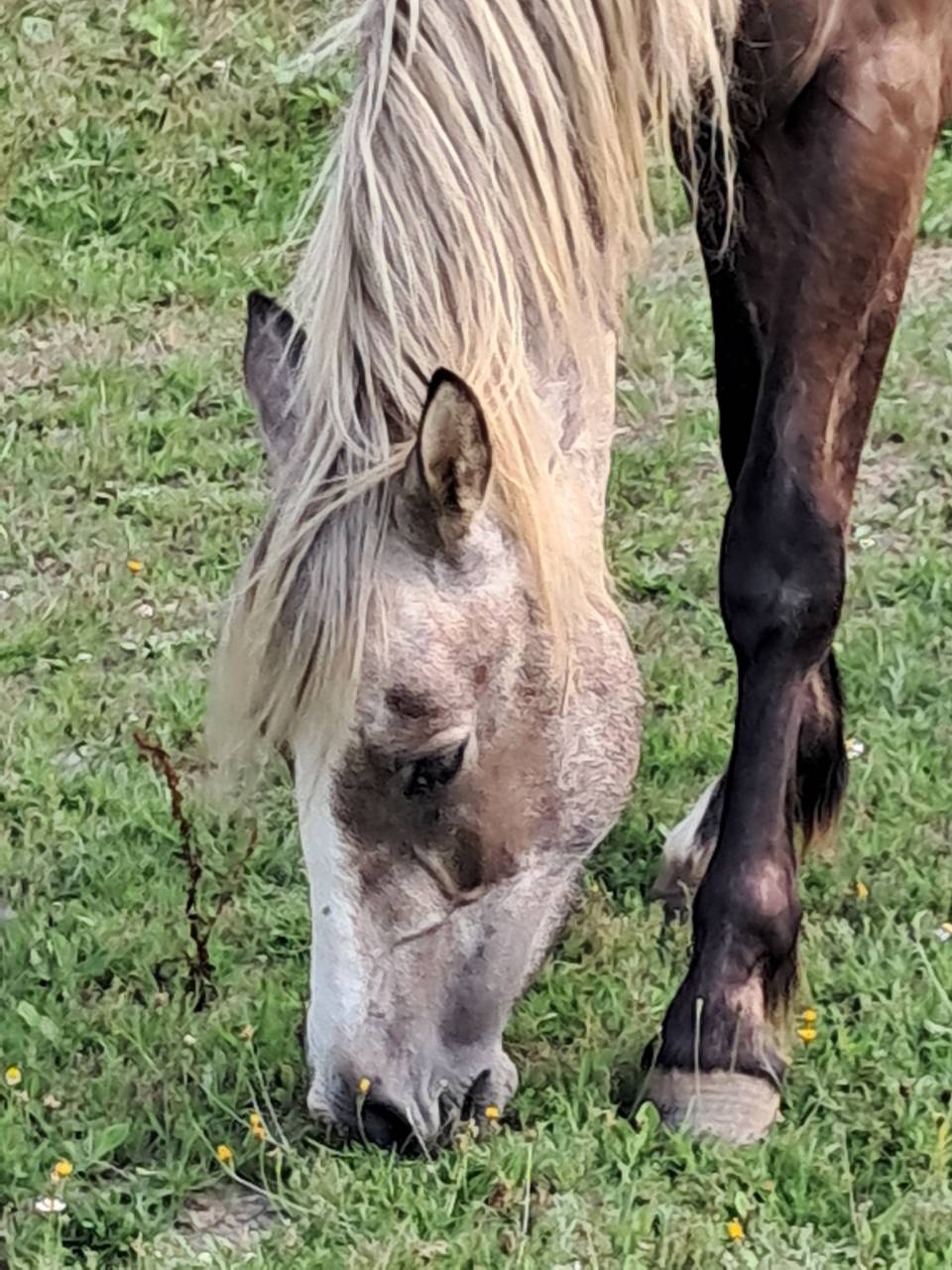Gelding Connemara For sale 2023 Grey