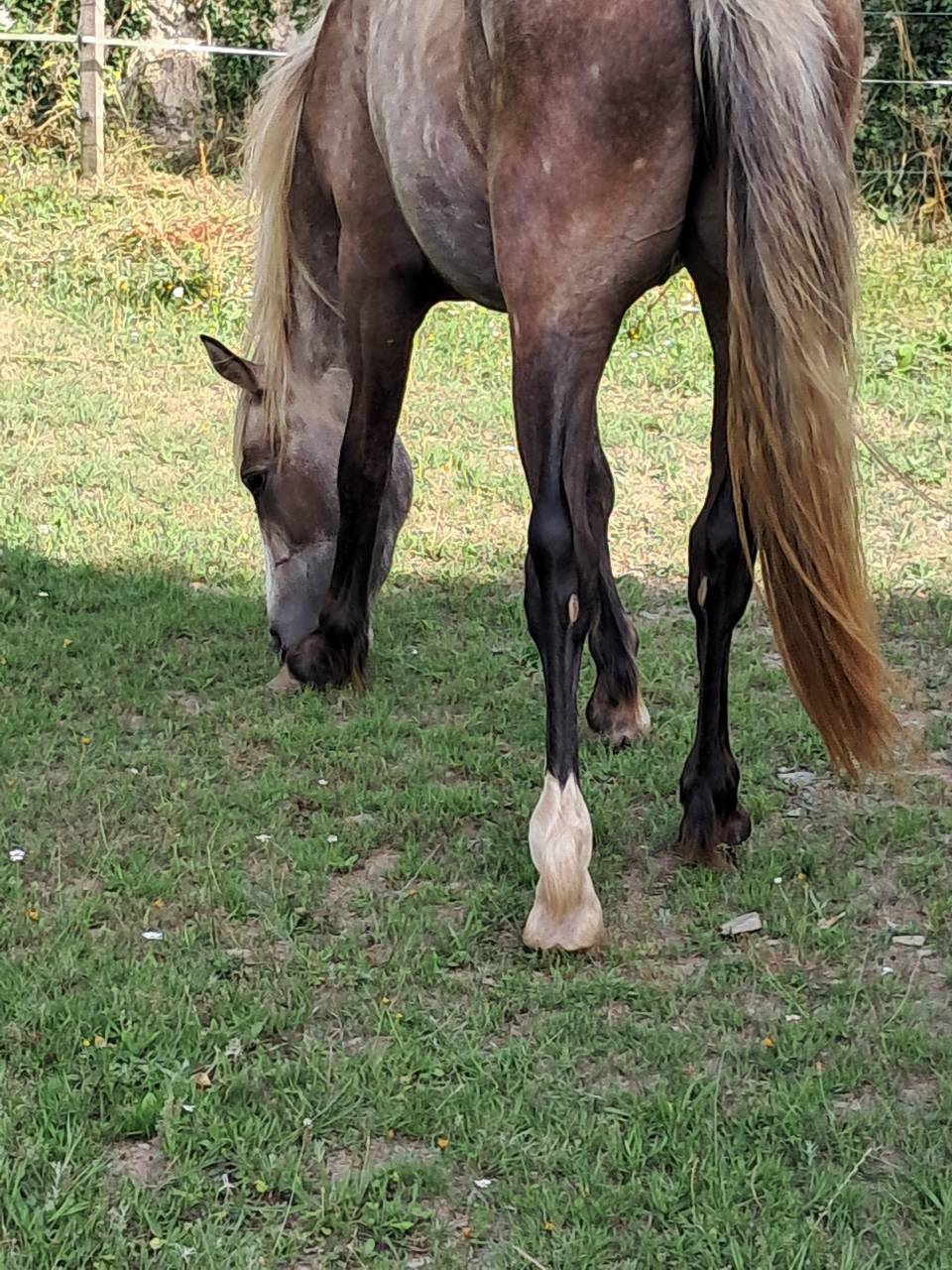 Gelding Connemara For sale 2023 Grey