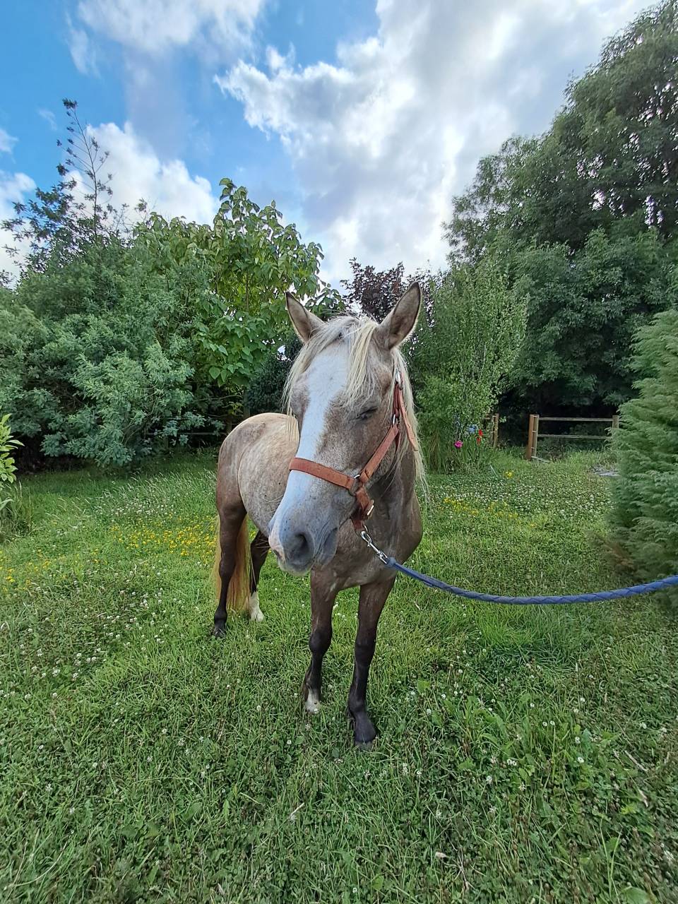 Gelding Connemara For sale 2023 Grey