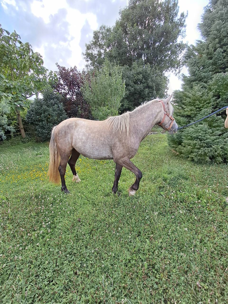 Gelding Connemara For sale 2023 Grey