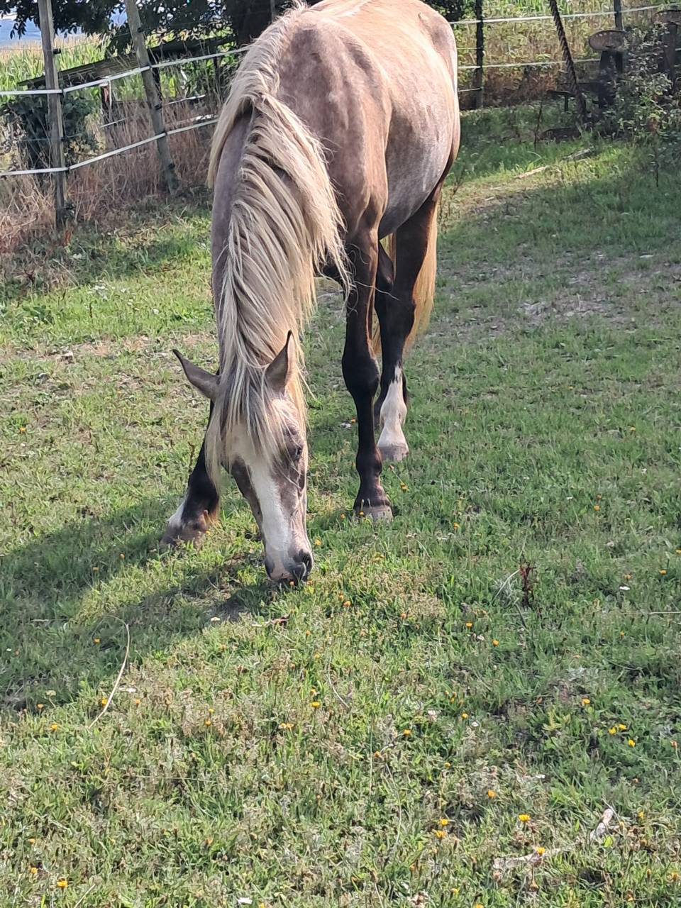 Gelding Connemara For sale 2023 Grey