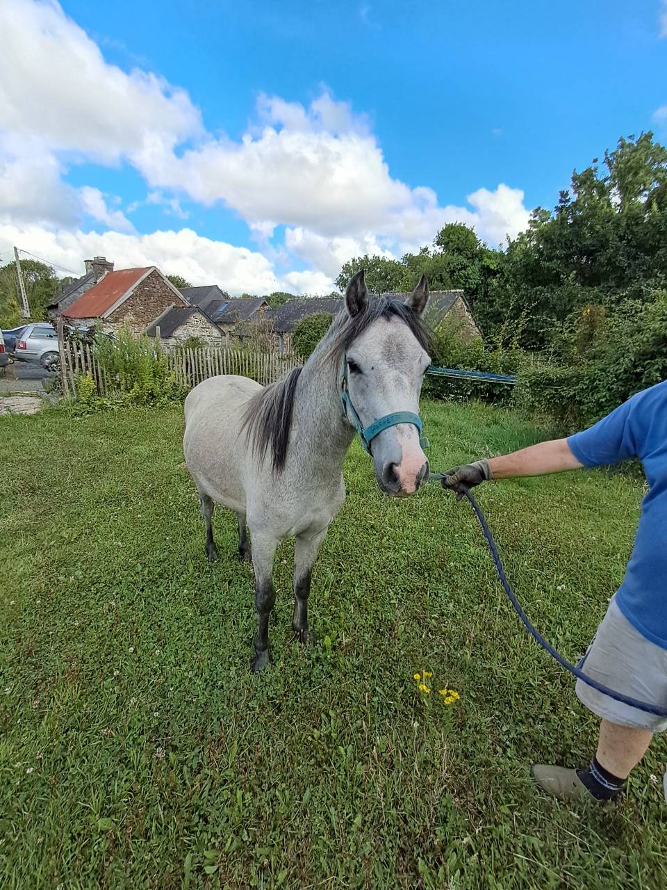 Filly Welsh Pony (Section B) For sale 2023 Grey