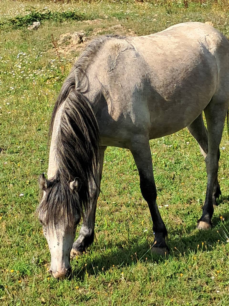 Filly Welsh Pony (Section B) For sale 2023 Grey