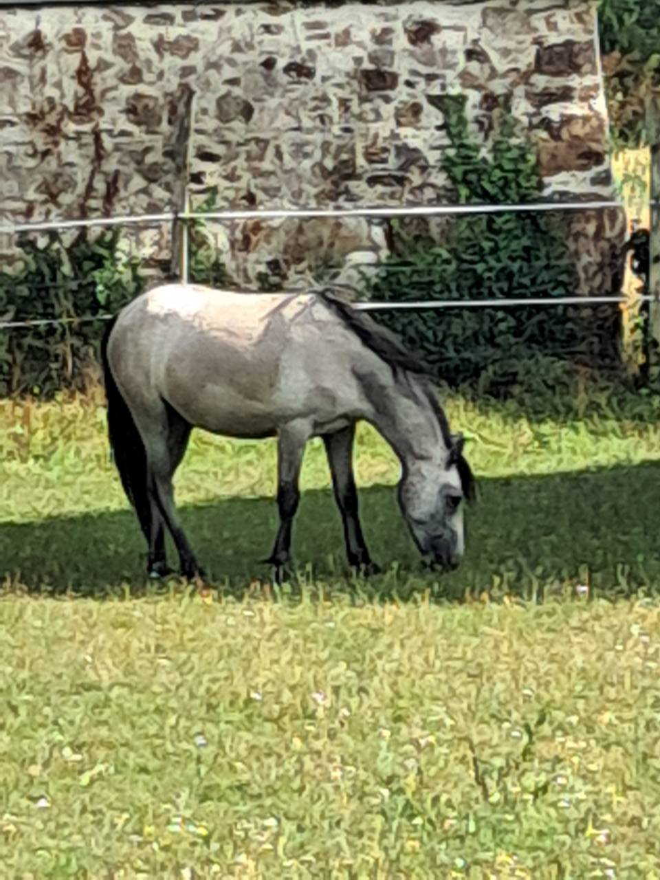 Filly Welsh Pony (Section B) For sale 2023 Grey
