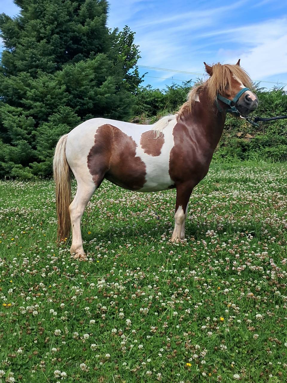 Filly Shetland Pony For sale 2023 Coloured